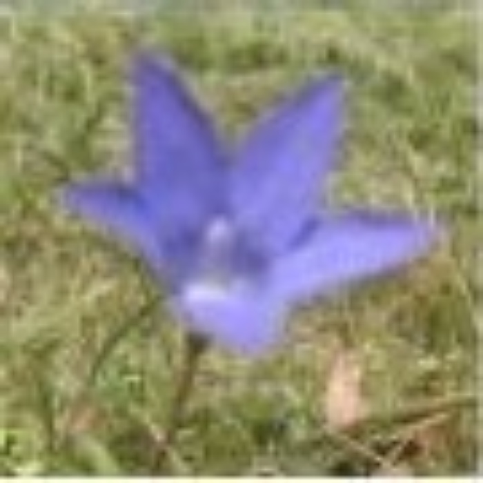 Moonlight Head orchid