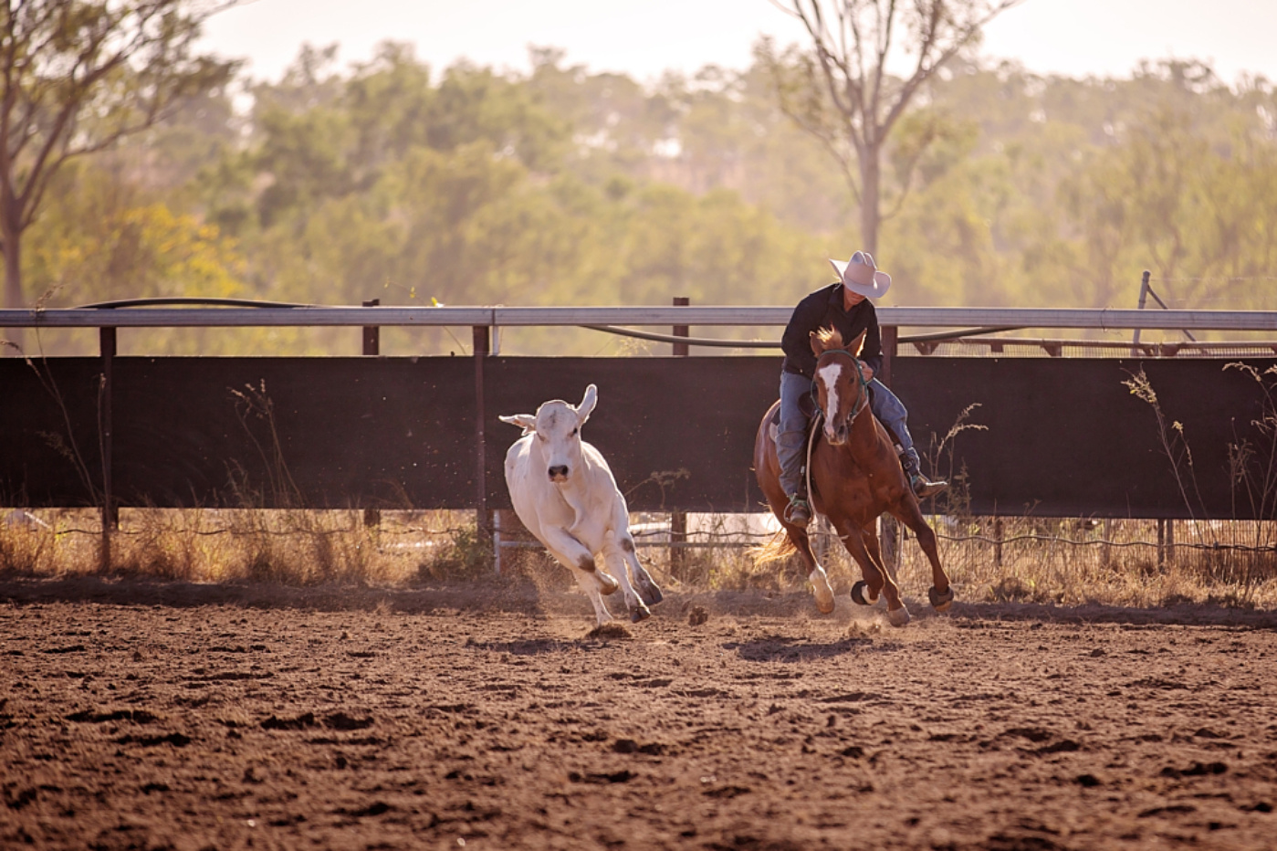 Camp Draft Horse Rodeo shutterstock 1110799184