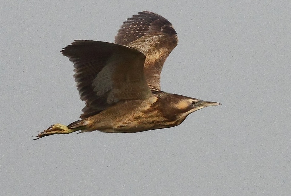 Bird Life Aust
