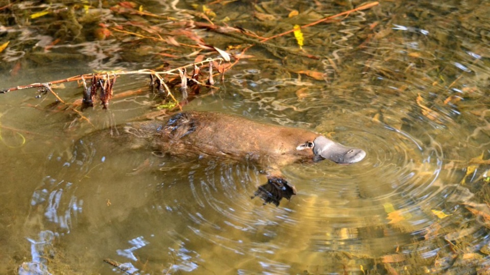 Platypus Flickr credit Klaus