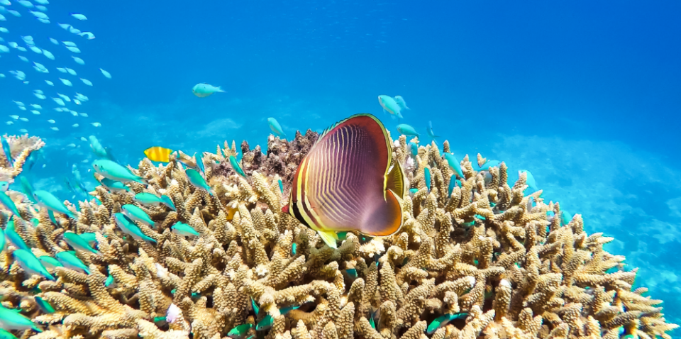 Reef grant is hardly gold standard