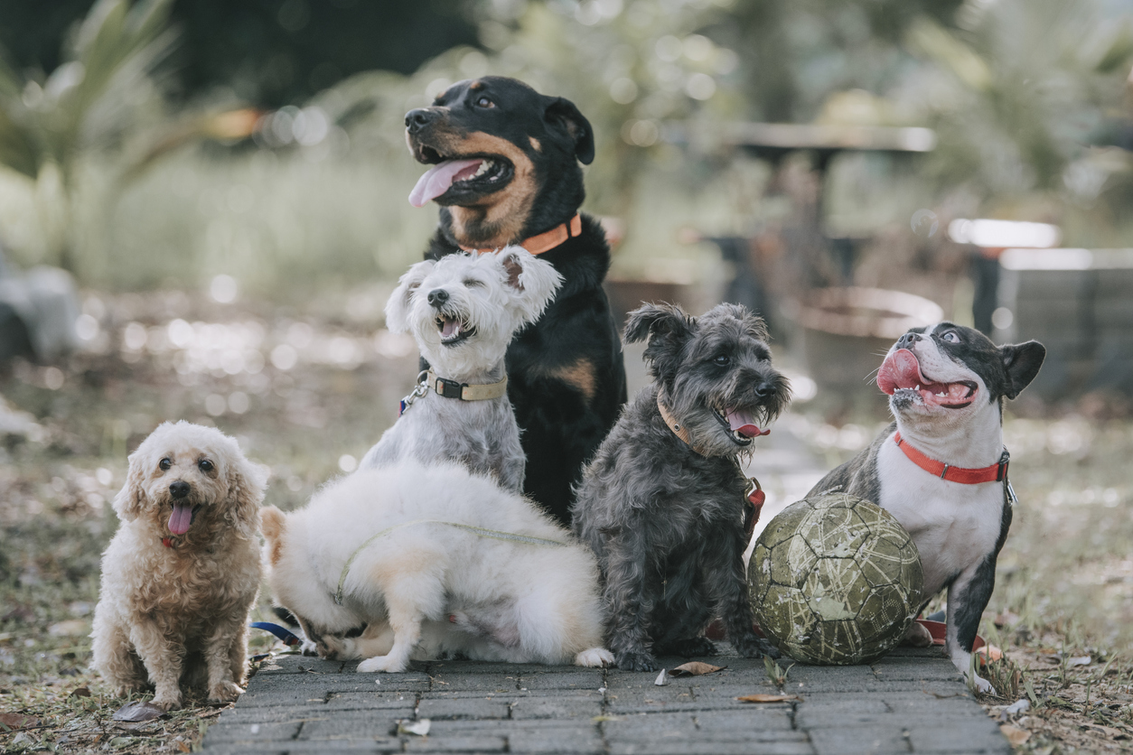Dogs